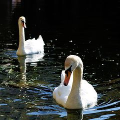 photo "***"