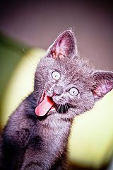 фото "A cat"
