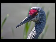 фото "Sandhill Crane"