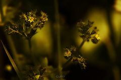 photo "***"