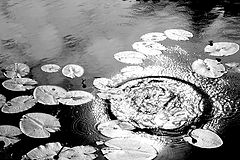 фото "circles on the water"