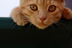 photo "***"