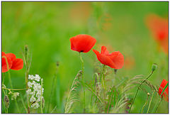 photo "+*+*+"
