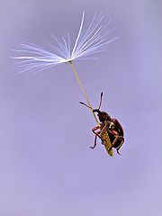 photo "макро,юмор"