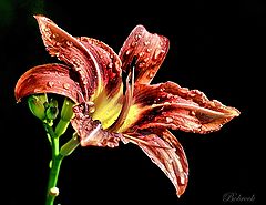 photo "Lilija"