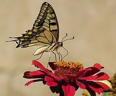 photo "Papilio machaon"