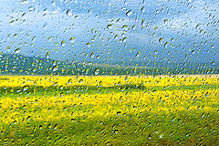 photo "Summer rain"