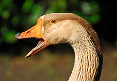 photo "the singer"