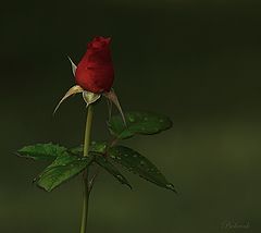photo "***"