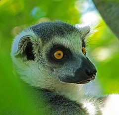 photo "Lemur in Knuthenborg"