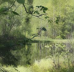 фото "лесное озеро"