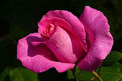 photo "Pink rose"