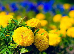 photo "***"