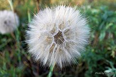 photo "dandelion"