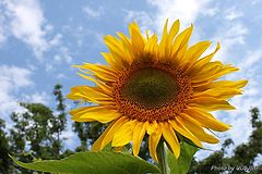 photo "to meet the sun"