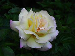 photo "***"