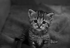 photo "***"