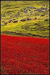 photo "red grazing"