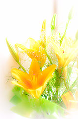 photo "***"