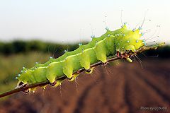 photo "Beauty caterpillar"