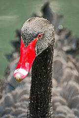 photo "black beauty in the rain"