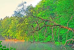 photo "the old tree"