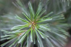 photo "pine cross-section"
