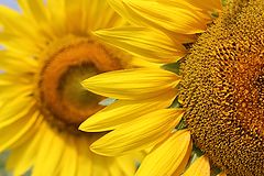 photo "Sunflower"