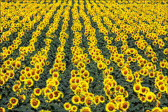 фото "Field with a thousand suns"