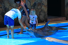 photo "You want to drive on a dolphin?"