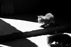 photo "***"