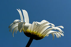 фото "The petals opened"