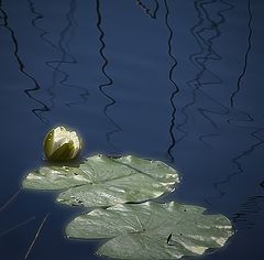 photo "***"