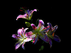 photo "***"