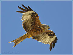 фото "Red-tailed Kite"