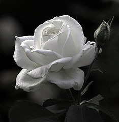 photo "B&W"