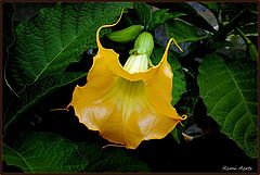 photo "***"