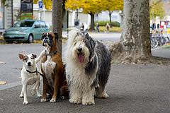 photo "un pour tous tous pour un"