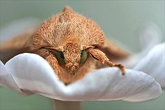 фото "Нежный мотылек"