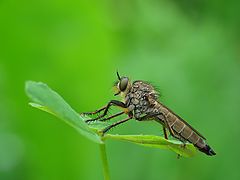фото "robber fly"