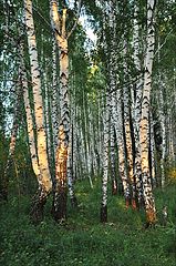 фото "Лесные кокетки"