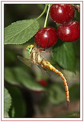 photo "***"