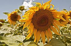 фото "Sunflower"