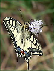 фото "Papilio machaon"