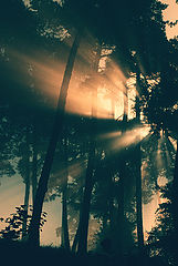 photo ","