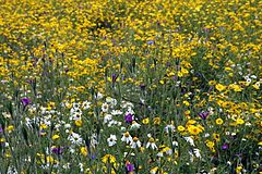 фото "summer"