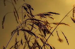 photo "***"