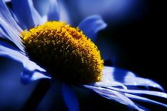 photo "***"