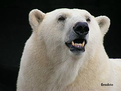 фото "Polaer bear."