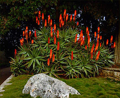 photo "They every evening light me candles..."
